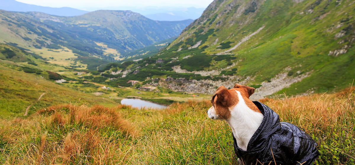 How to Travel Safely with Your Pet