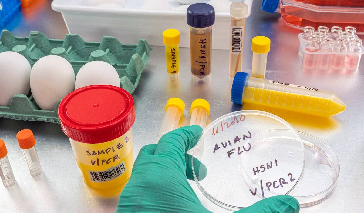 Travel Insurance for Avian Flu