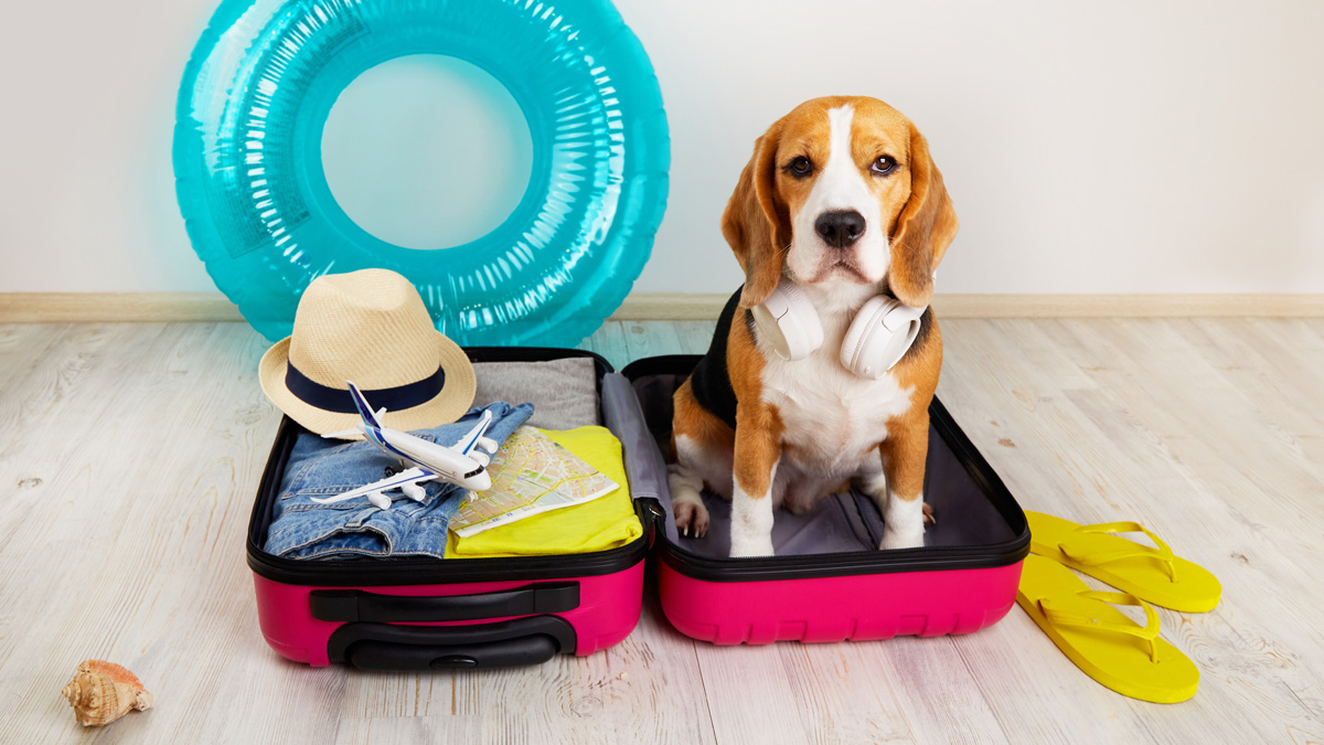 Best Cities for Traveling with Pets